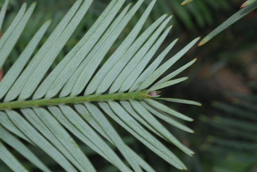 Araucariaceae Wollemia nobilis