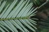 image of Wollemia nobilis