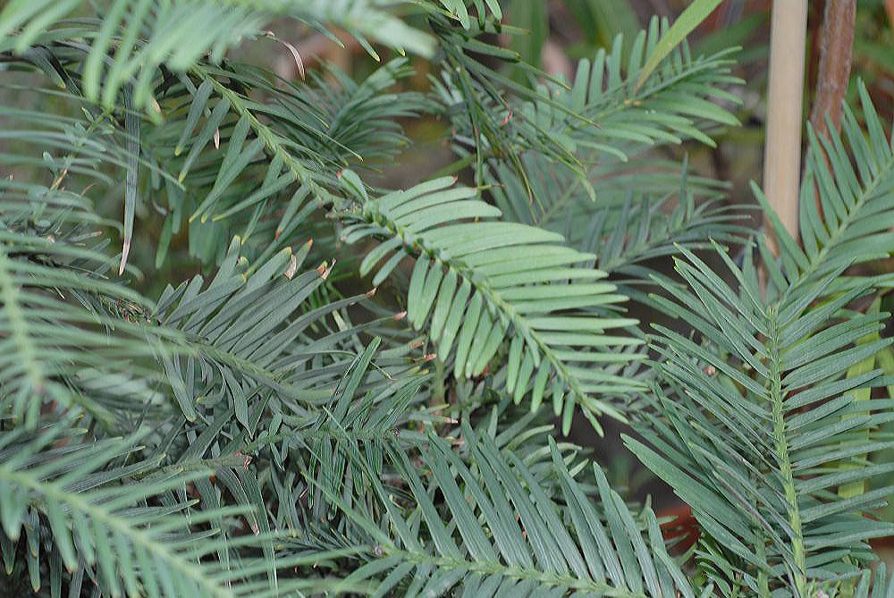 Araucariaceae Wollemia nobilis