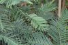 image of Wollemia nobilis