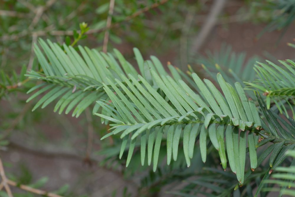 Araucariaceae Wollemia nobilis