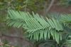 image of Wollemia nobilis