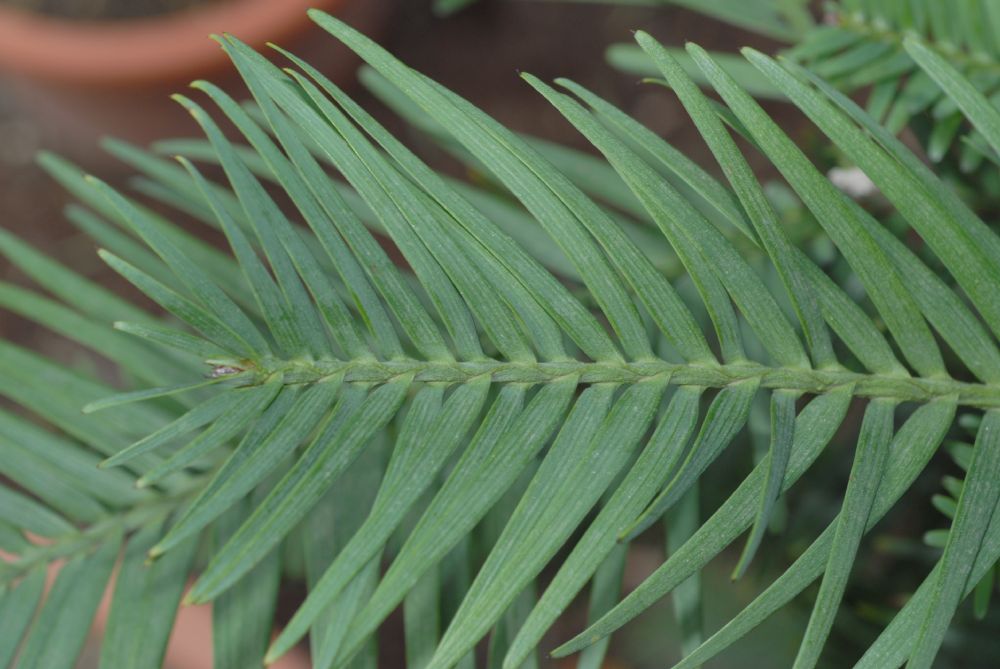 Araucariaceae Wollemia nobilis