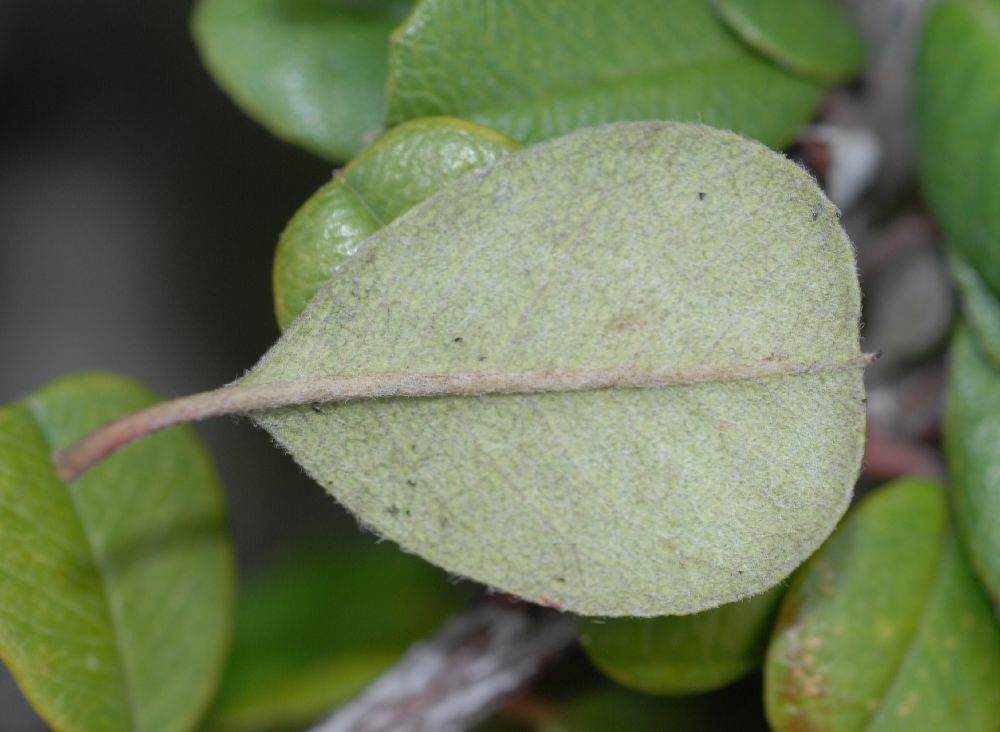 Rosaceae Amelanchier denticulata