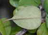 image of Amelanchier denticulata