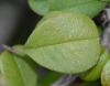 image of Amelanchier denticulata