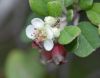 image of Amelanchier denticulata