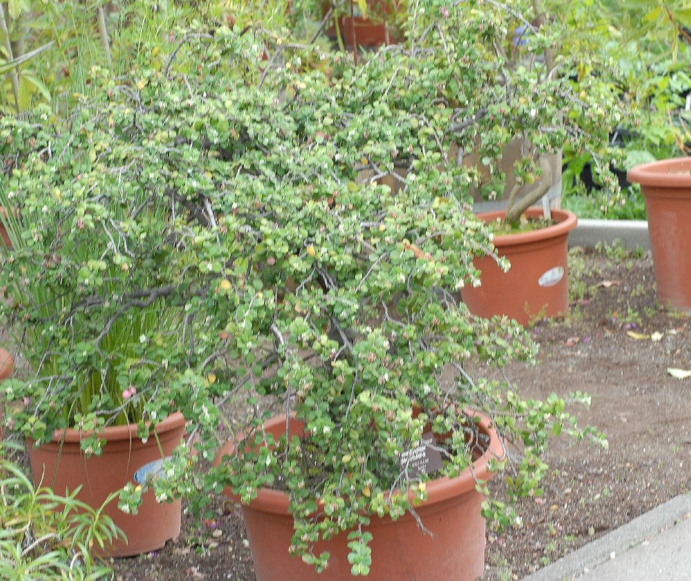 Rosaceae Amelanchier denticulata