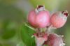 image of Amelanchier denticulata