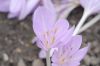 image of Colchicum autumnale