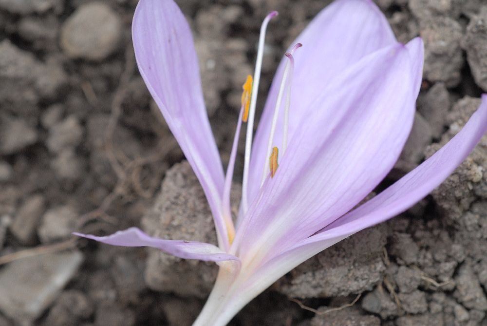 Colchicaceae Colchicum autumnale