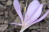 image of Colchicum autumnale
