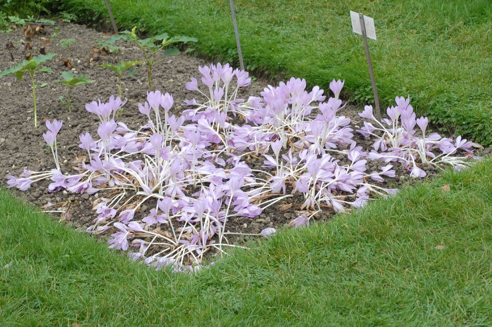 Colchicaceae Colchicum autumnale
