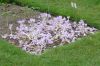 image of Colchicum autumnale