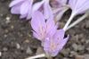 image of Colchicum autumnale