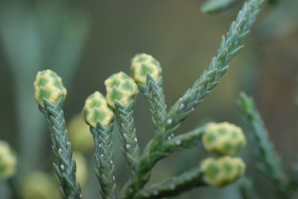 Cupressaceae Cupressus arizonica