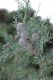 image of Cupressus arizonica