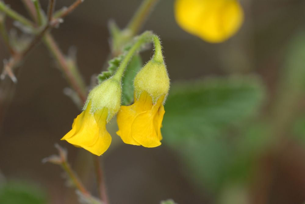 Byttneriaceae Hermannia althaeoides