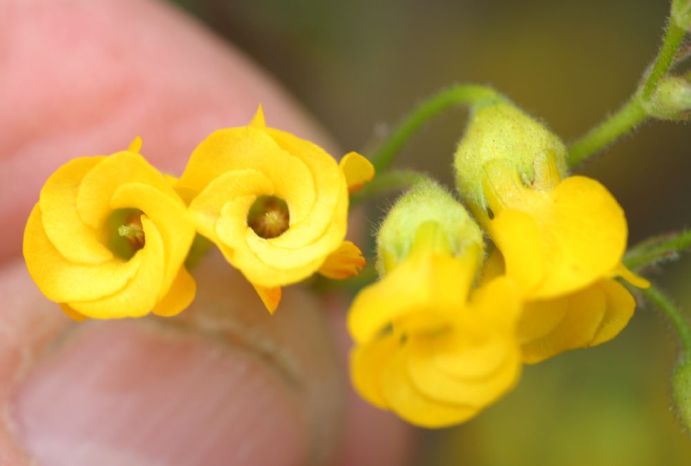 Byttneriaceae Hermannia althaeoides