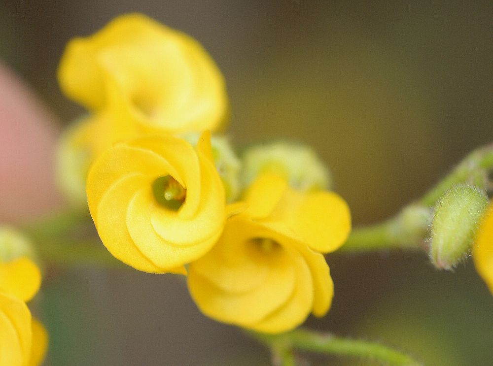 Byttneriaceae Hermannia althaeoides