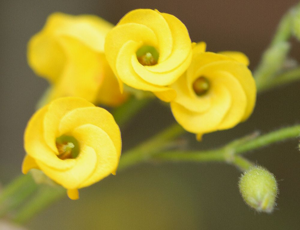 Byttneriaceae Hermannia althaeoides