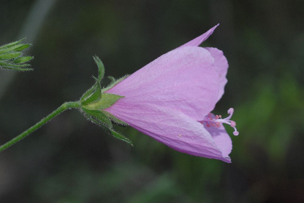 Malvaceae Alyogyne huegelli