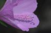 image of Alyogyne huegelli