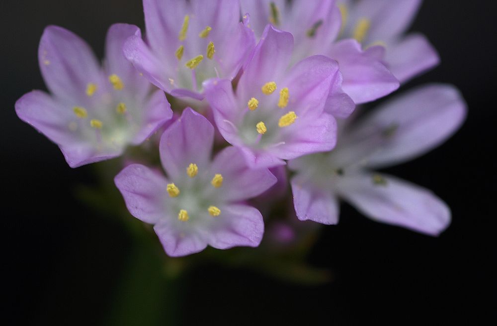 Plumbaginaceae Armeria maritima