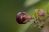 image of Cestrum elegans