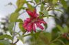 image of Cestrum elegans