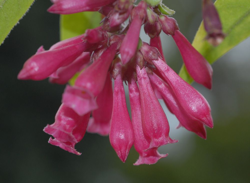 Solanaceae Cestrum elegans