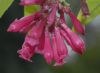 image of Cestrum elegans