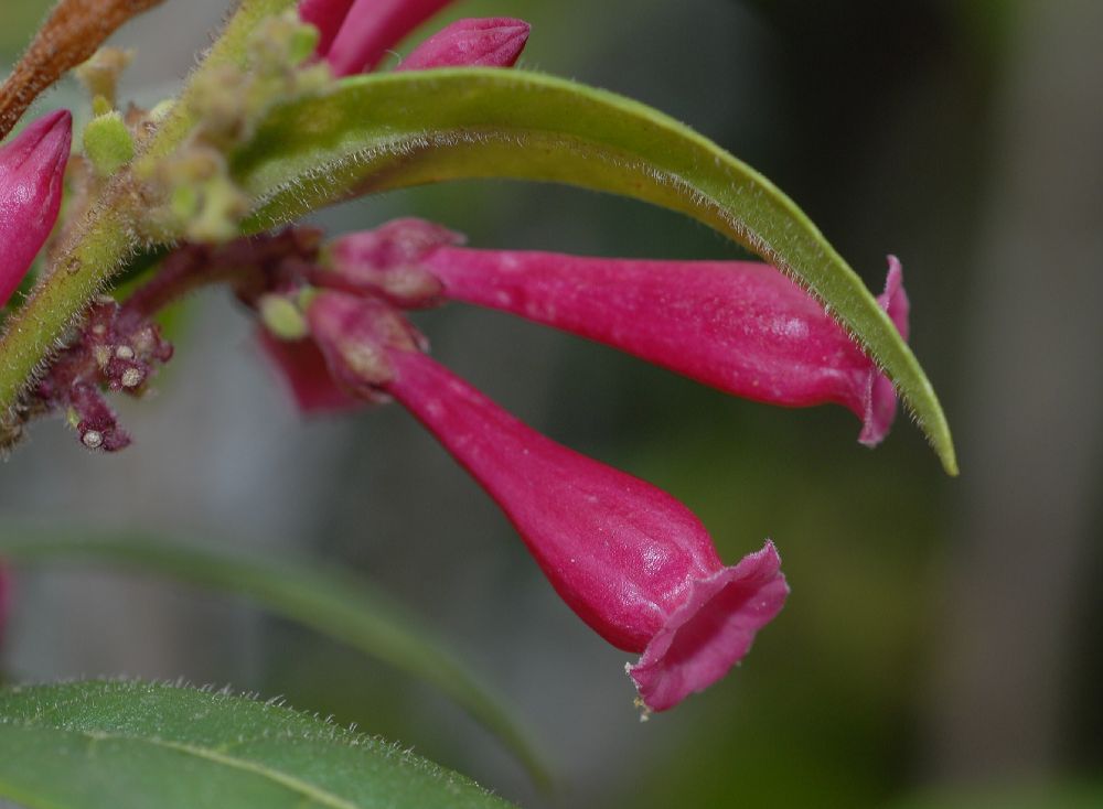 Solanaceae Cestrum elegans