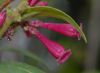 image of Cestrum elegans