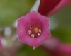 image of Cestrum elegans