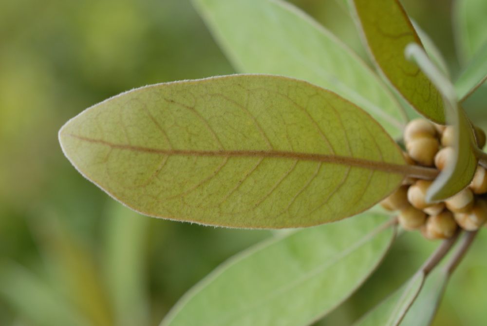 Lauraceae Litsea japonica