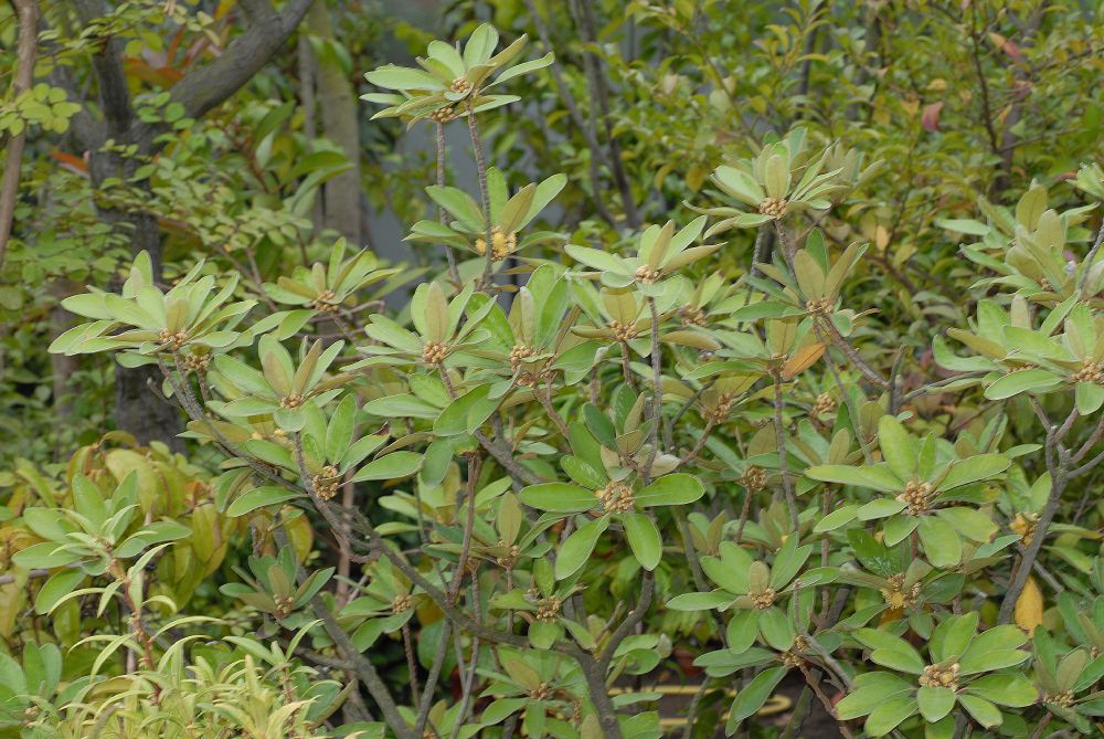 Lauraceae Litsea japonica