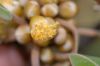 image of Litsea japonica