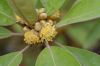 image of Litsea japonica