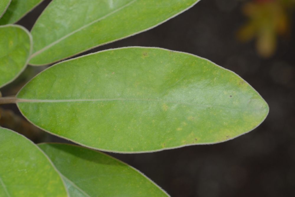 Lauraceae Litsea japonica