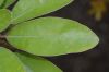 image of Litsea japonica