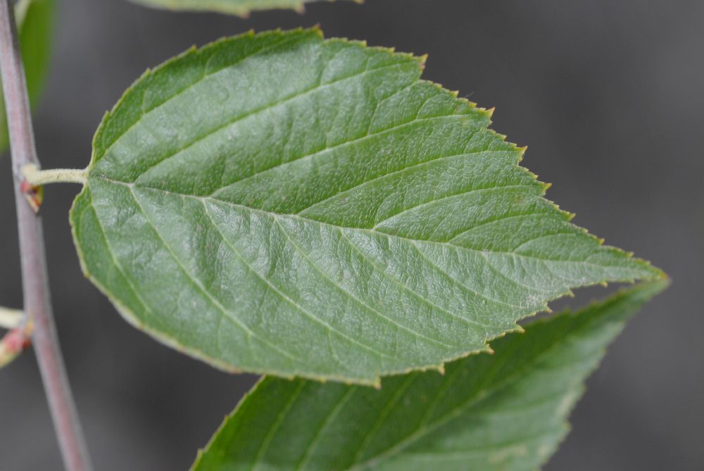Rosaceae Neviusia Alabamensis