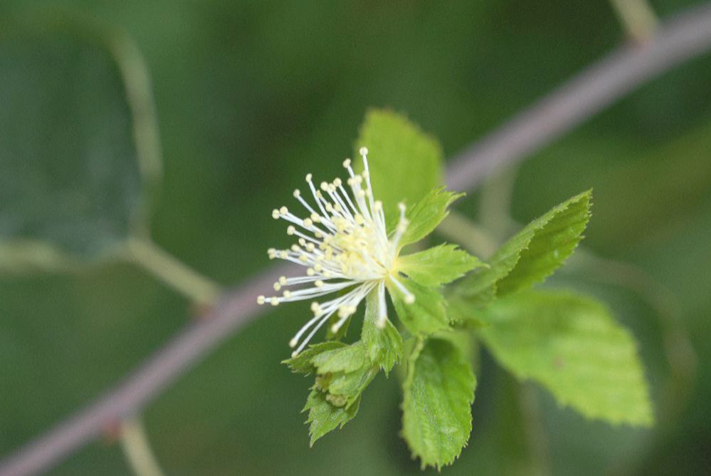 Rosaceae Neviusia Alabamensis