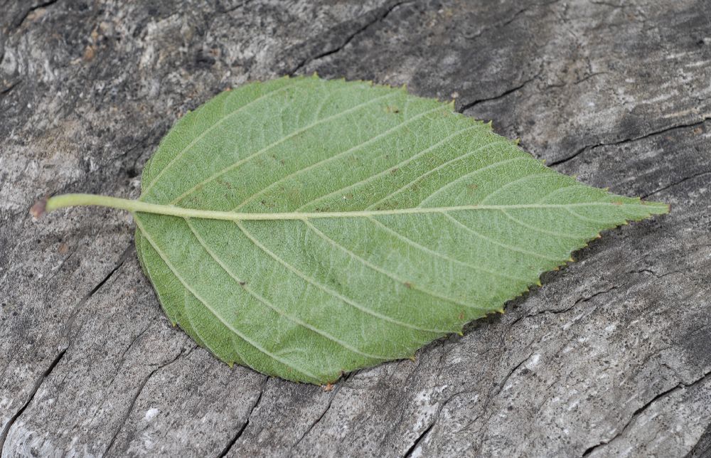 Rosaceae Neviusia Alabamensis