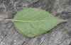 image of Neviusia Alabamensis