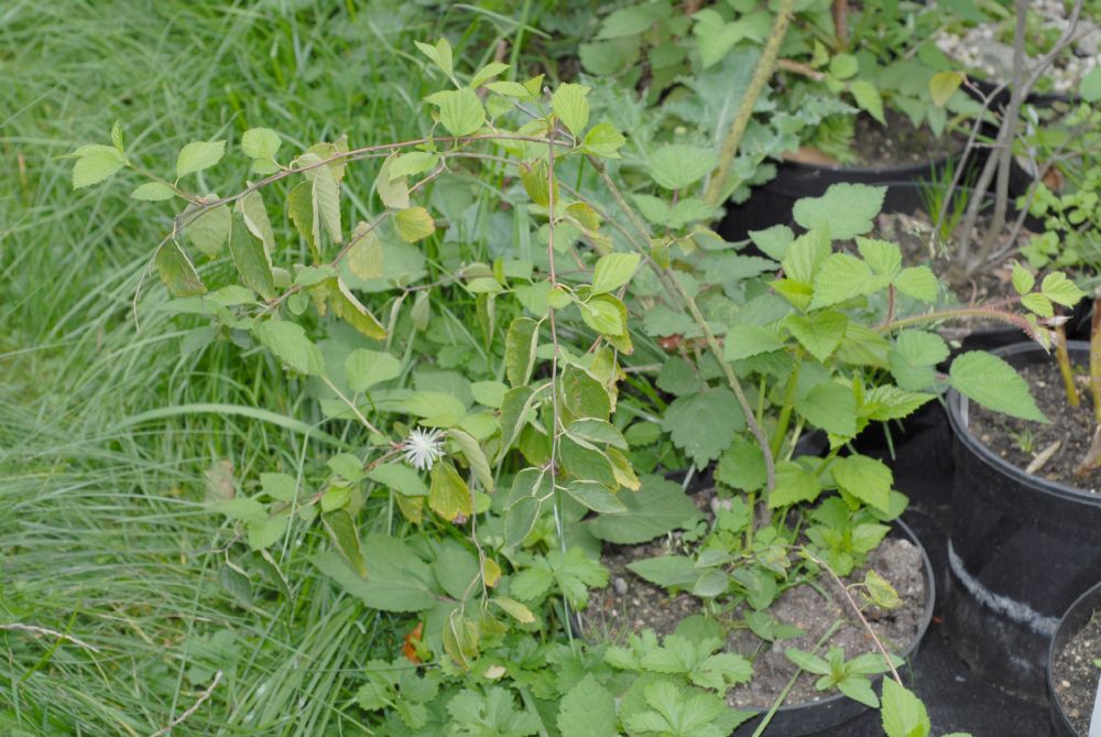 Rosaceae Neviusia Alabamensis