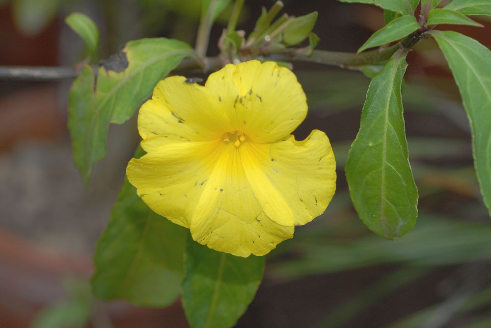 Linaceae Reinwardtia cicanoba