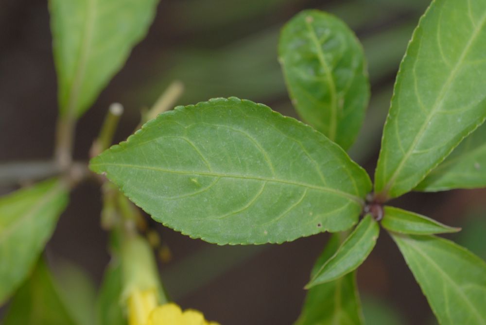 Linaceae Reinwardtia cicanoba
