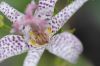 image of Tricyrtis hirta