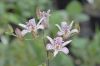 image of Tricyrtis hirta